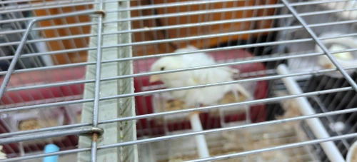 couple de canari de race
