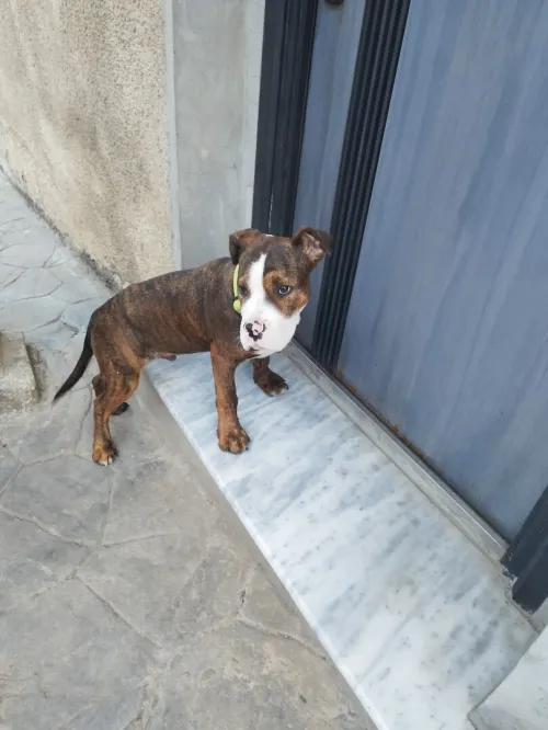 American bully