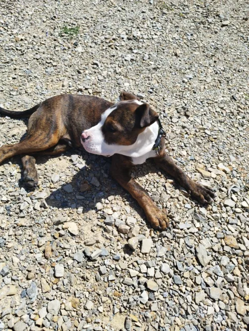 American bully