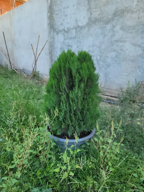 Gazon et plante