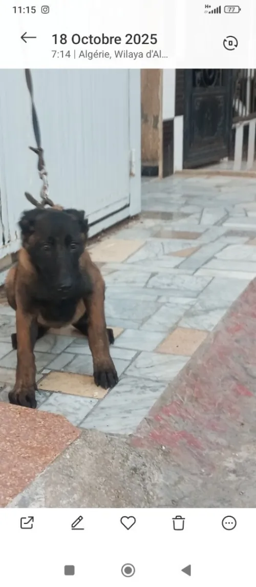 Femelle malinois