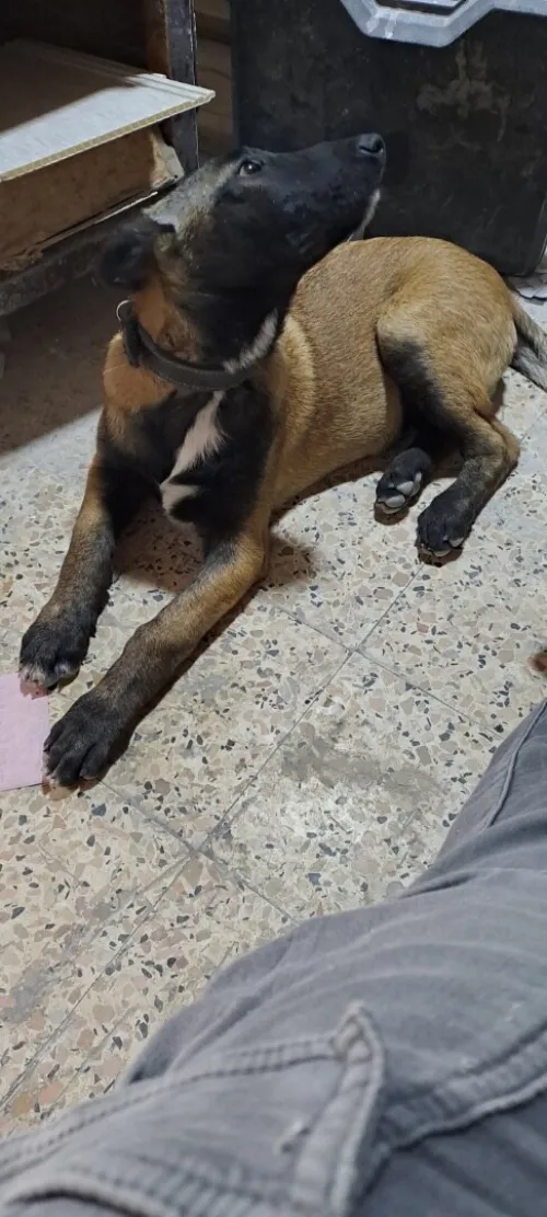 Chien malinois royal 
