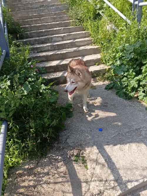 Husky