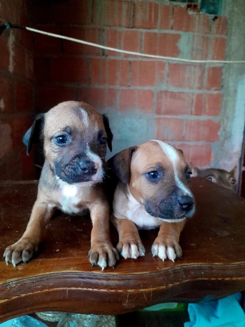 2 mal pitbull 