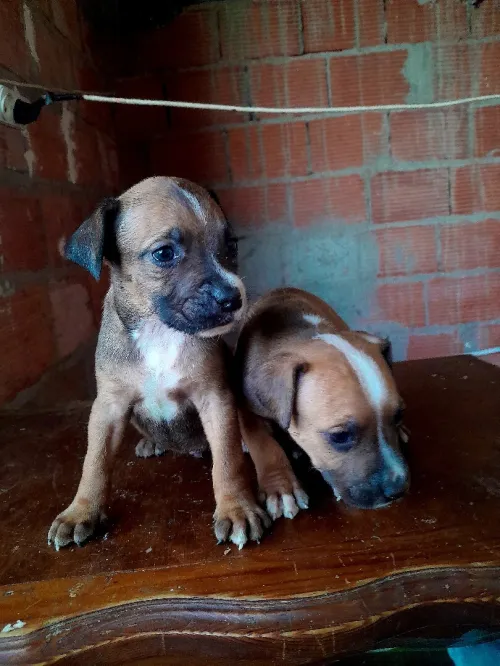 2 mal pitbull 