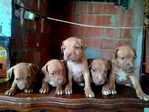 Pitbull Red nose