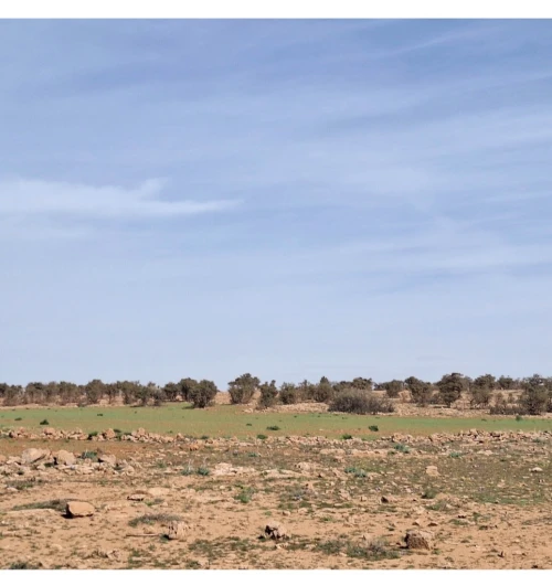 Vente Terrain Agricole Saïda Ain el hadjar