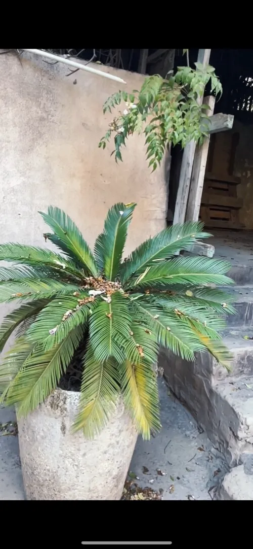 Vente Terrain Oran Oran