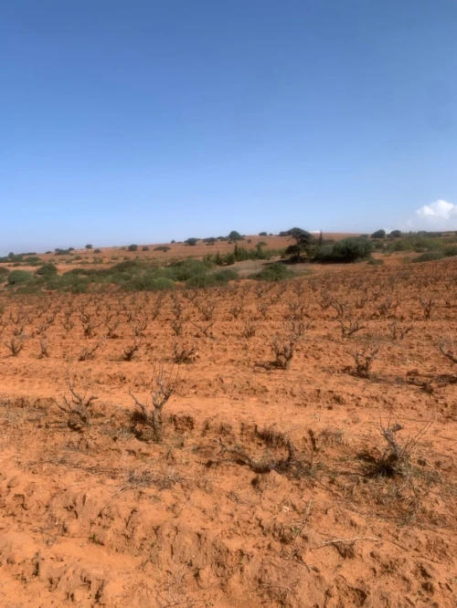 Vente Terrain Agricole Mostaganem Abdelmalek ramdane