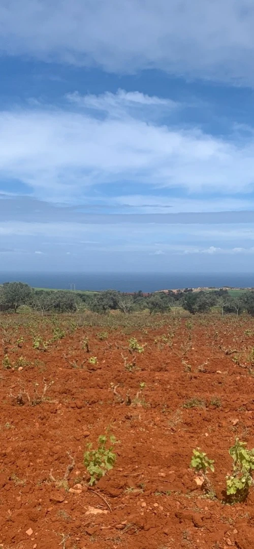 Vente Terrain Agricole Mostaganem Abdelmalek ramdane