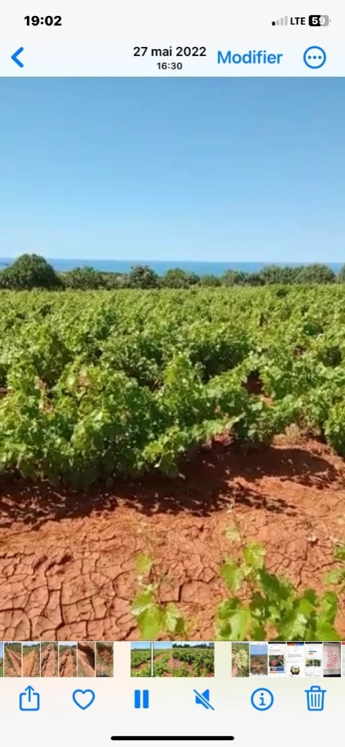 Vente Terrain Agricole Mostaganem Abdelmalek ramdane