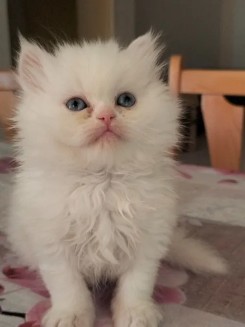 Chat Persan a vendre