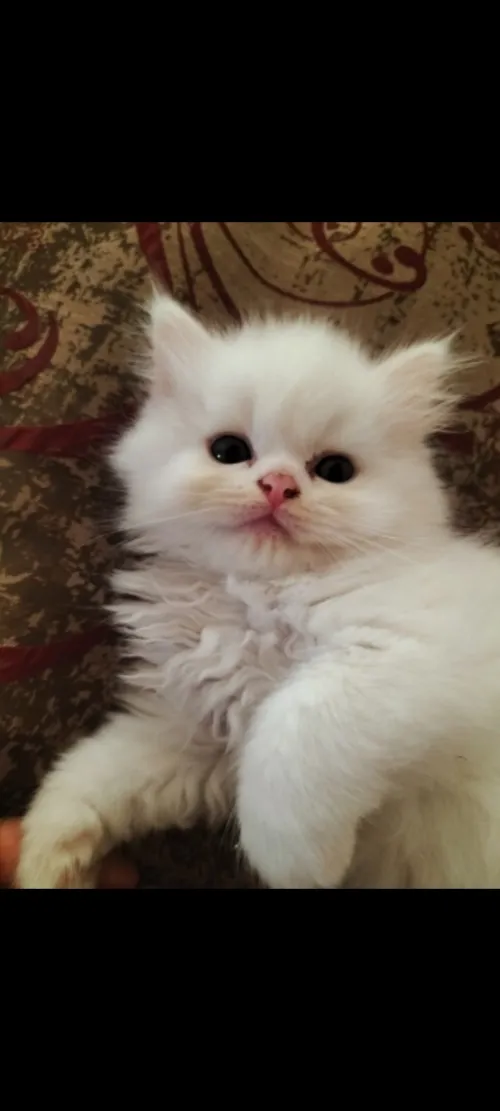 Chat Persan a vendre