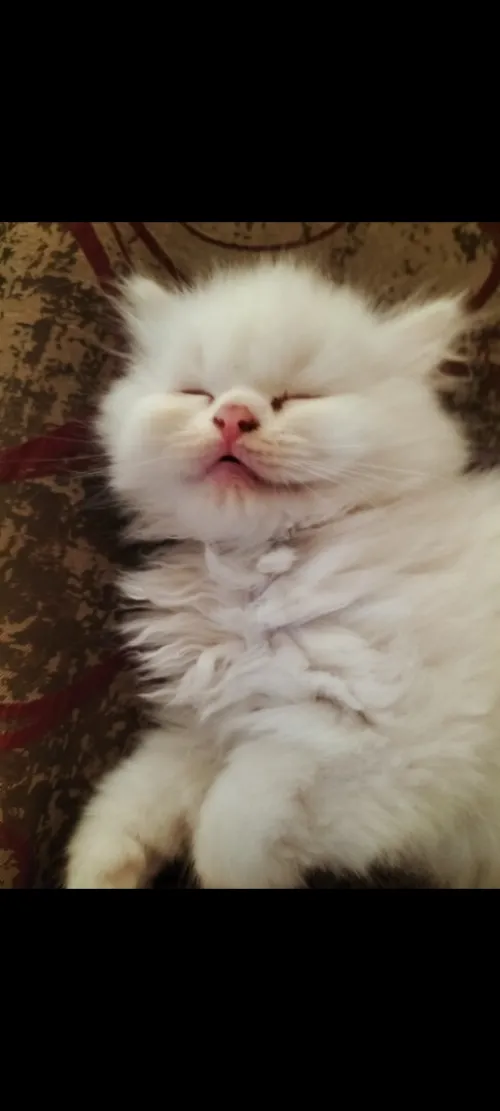 Chat Persan a vendre