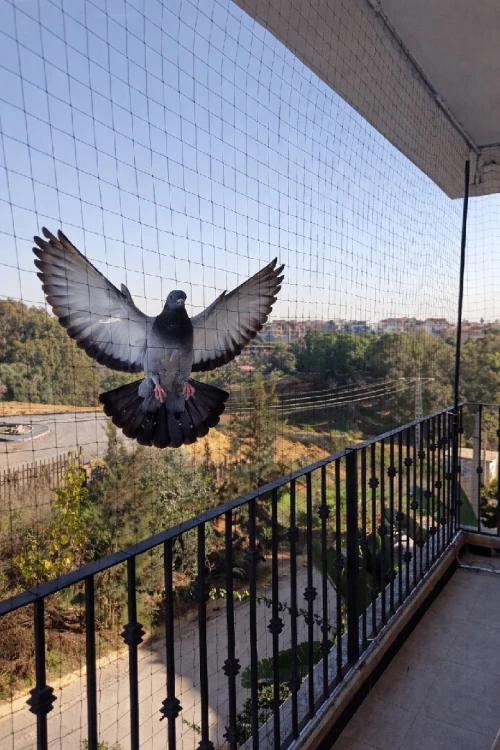 Filet anti pigeon