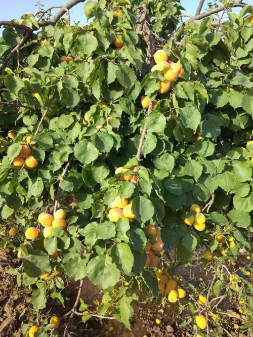Vente Terrain Agricole M'Sila Msila