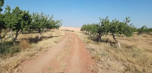 Vente Terrain Agricole M'Sila Msila
