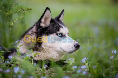 Husky femelle 10mois 