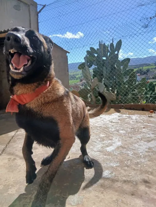 Malinois femelle