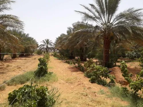 Vente Terrain Agricole Ghardaïa Sebseb