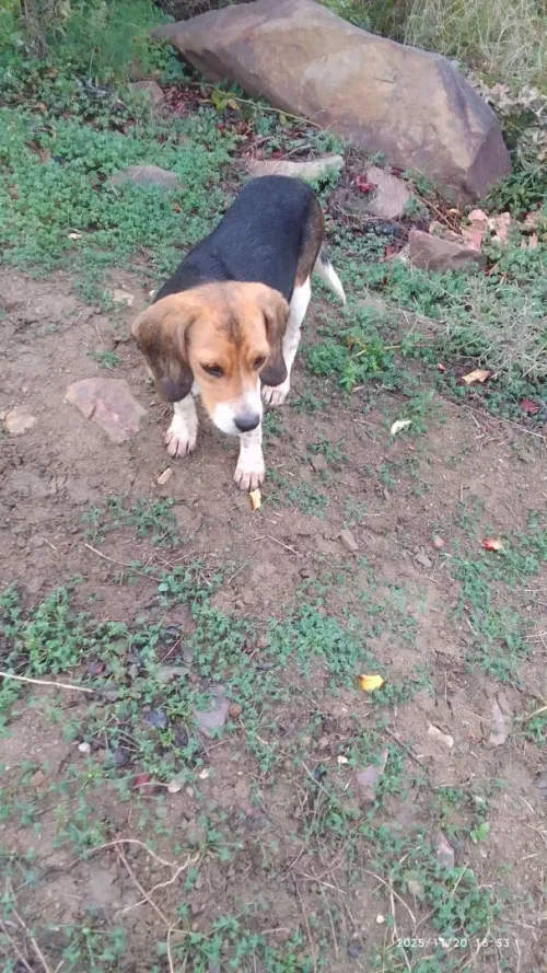 Beagle