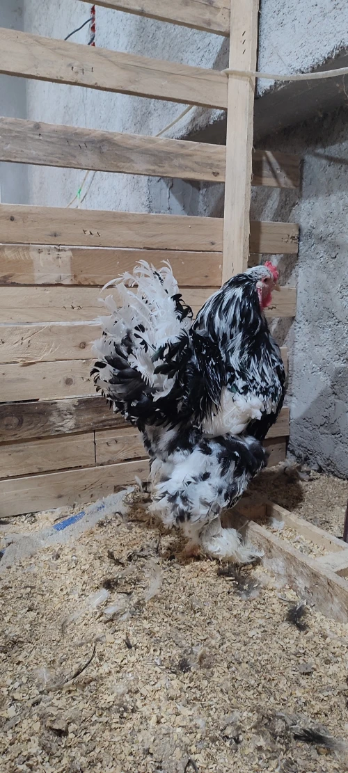 Œufs fécondé poule de race 