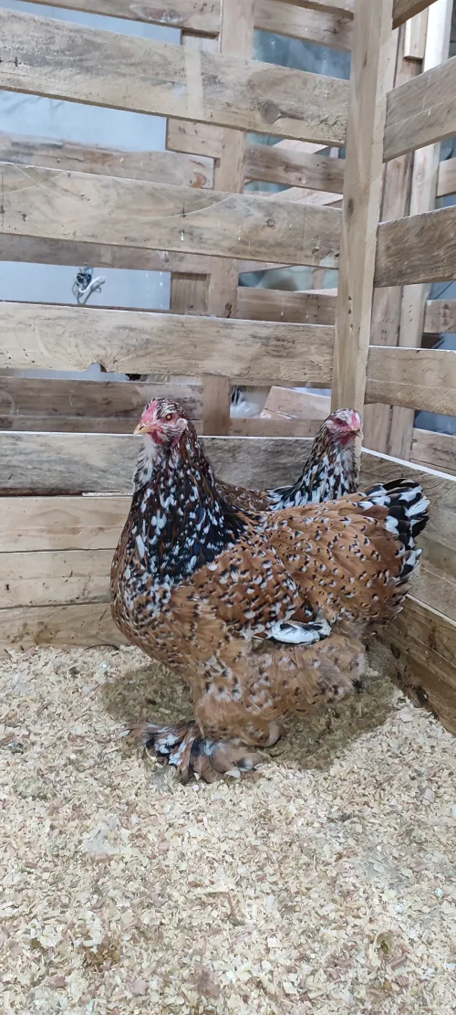 Œufs fécondé poule de race 