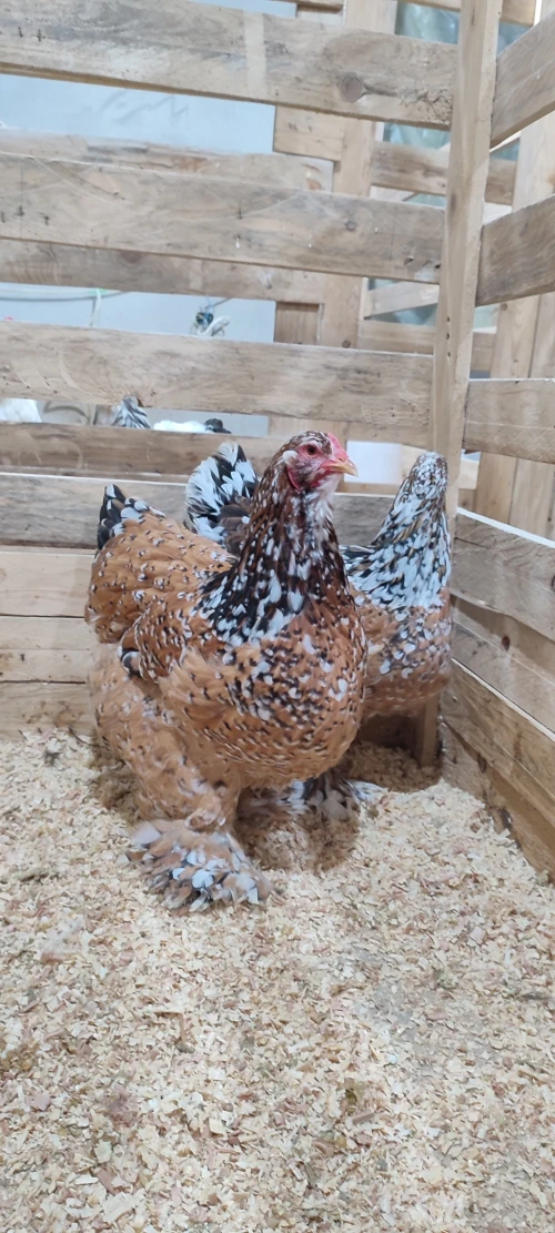 Œufs fécondé poule de race 
