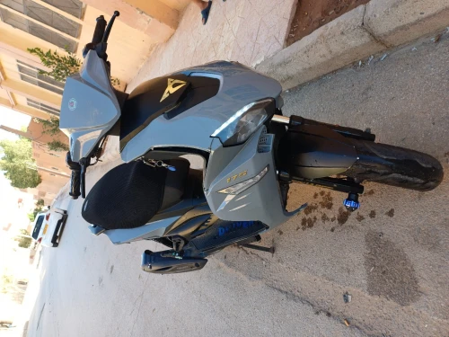 touarg shark sahrk 2024