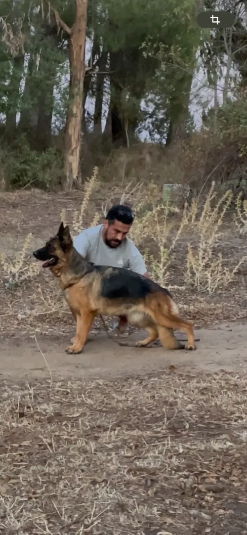 Deux chiot Berger allemand de 60 jours