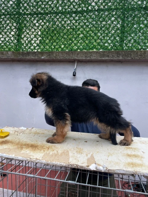 Un très beau mâle berger allemand poil long