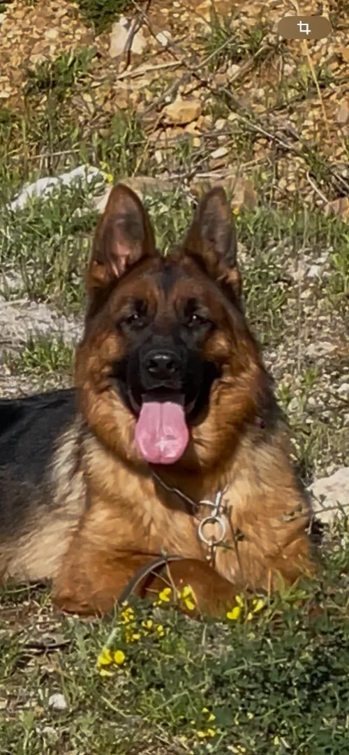 Très belle femelle 70jours berger allemand