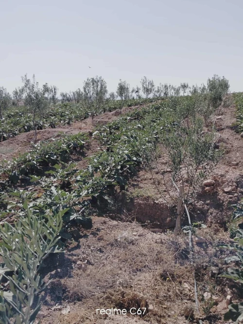 Vente Terrain Agricole Mascara Ain fekan