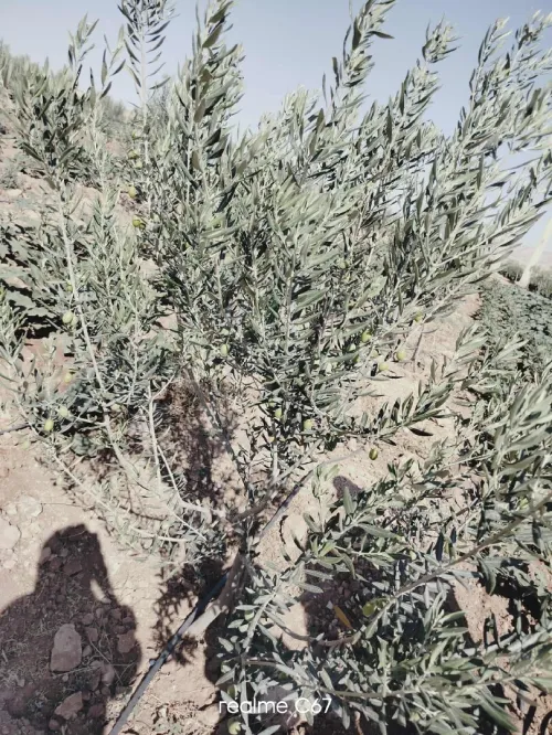 Vente Terrain Agricole Mascara Ain fekan