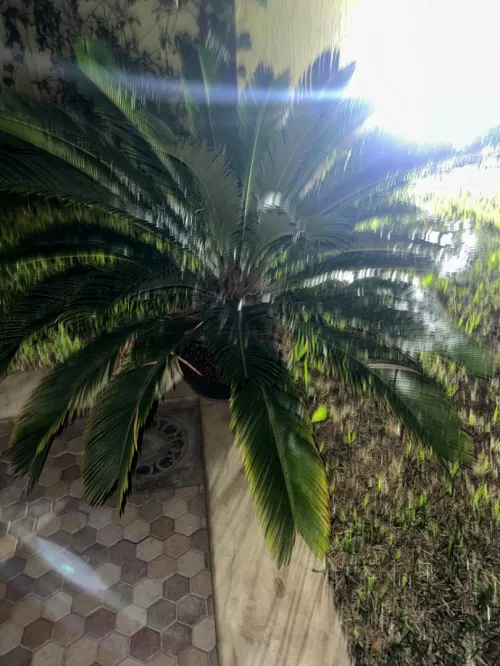 Cycas