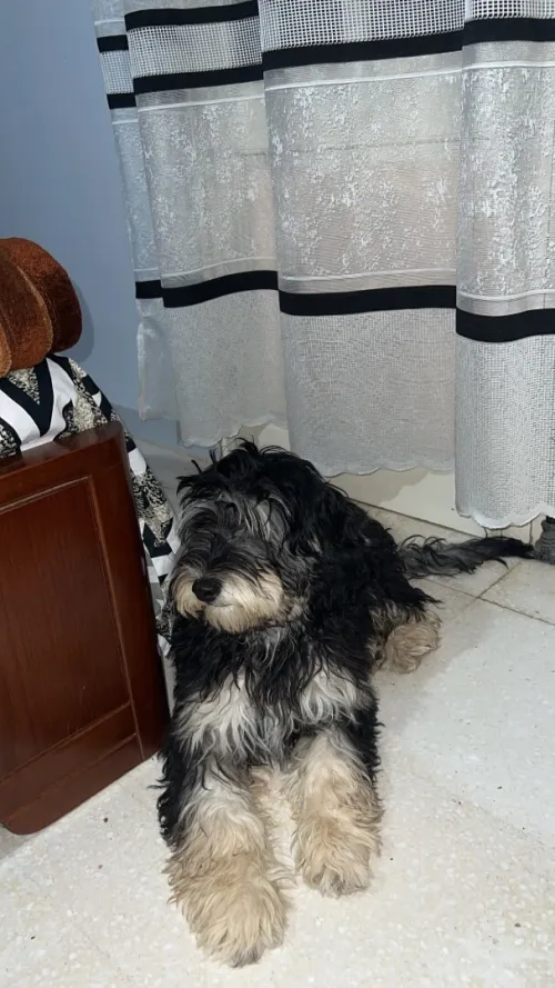 caniche