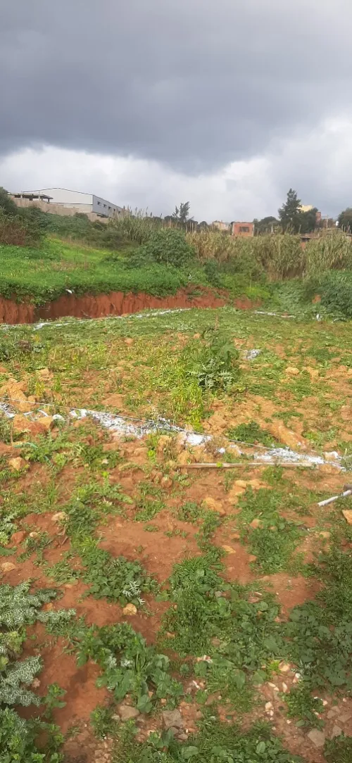 Vente Terrain Tipaza Attatba