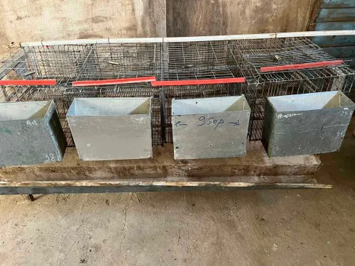 Cages lapins