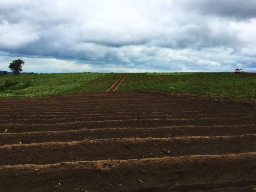 Vente Terrain Agricole Tipaza Kolea