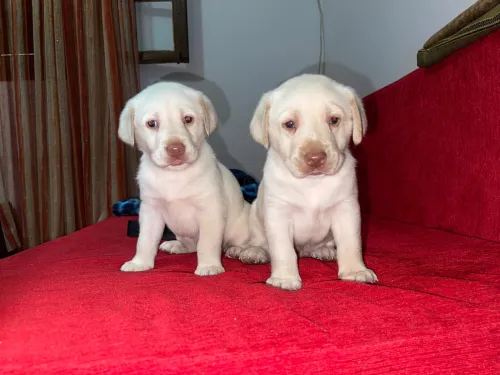 Adorable chiot Labrador / pure race