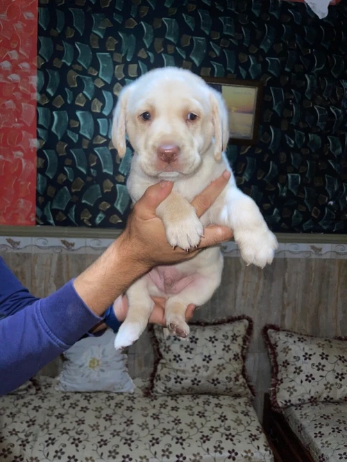 Adorable chiot Labrador / pure race