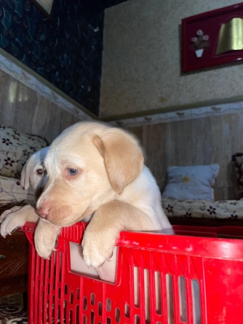 Adorable chiot Labrador / pure race