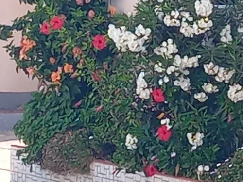 Location Appartement Mostaganem Mezghrane