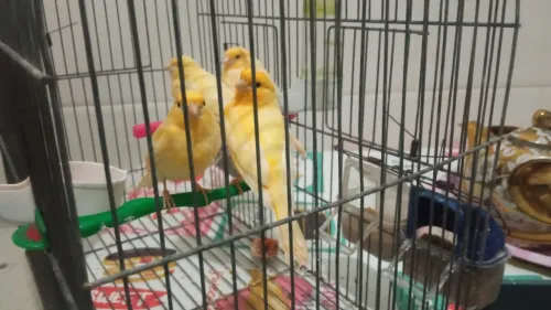 Canari mosaïque + chardon 