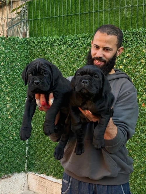 Cane corso