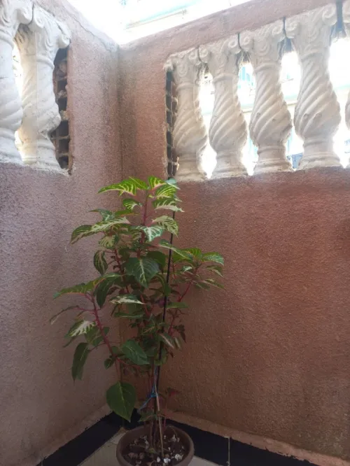 Location Niveau de villa F2 Alger Alger centre