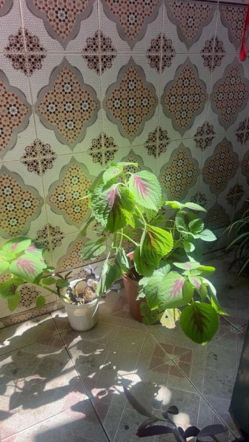 Location vacances Appartement Niveau de villa F2 Alger Alger centre