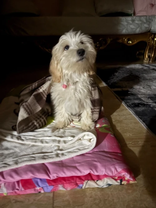 Bichon maltais