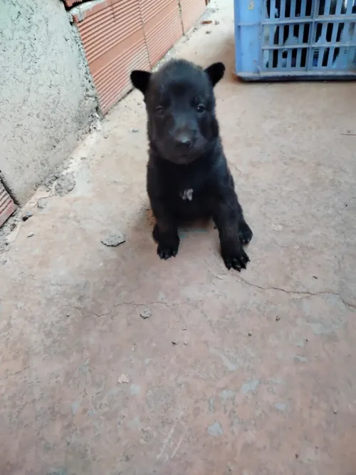Des chiot a vendre