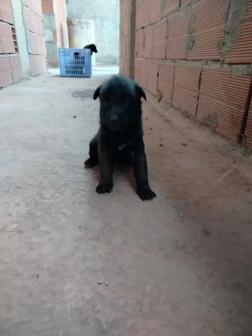 Des chiot a vendre